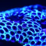 Image of what appears to be coral under black light