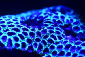 Image of what appears to be coral under black light